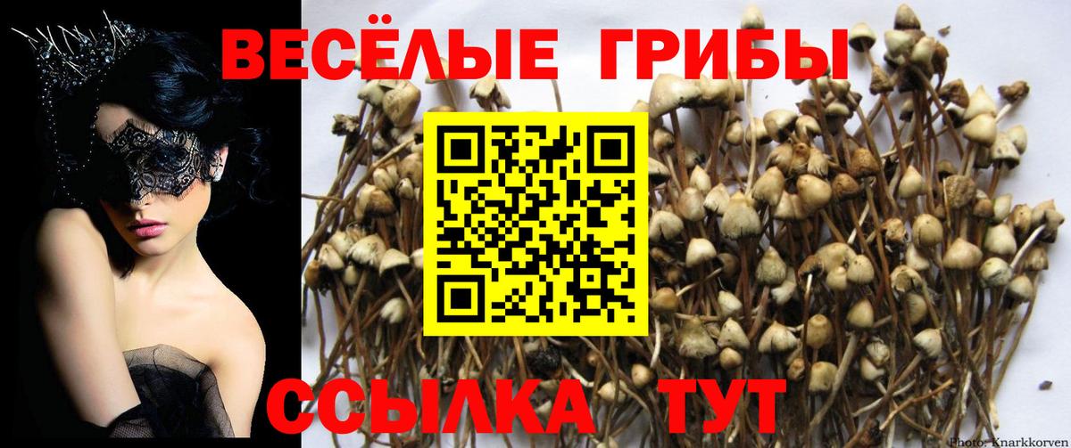 Галлюциногенные грибы GOLDEN TEACHER  Псилоцибиновые грибы прущие грибы  Владимир 